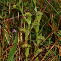 Habenaria acuminata (Thwaites) Trimen
